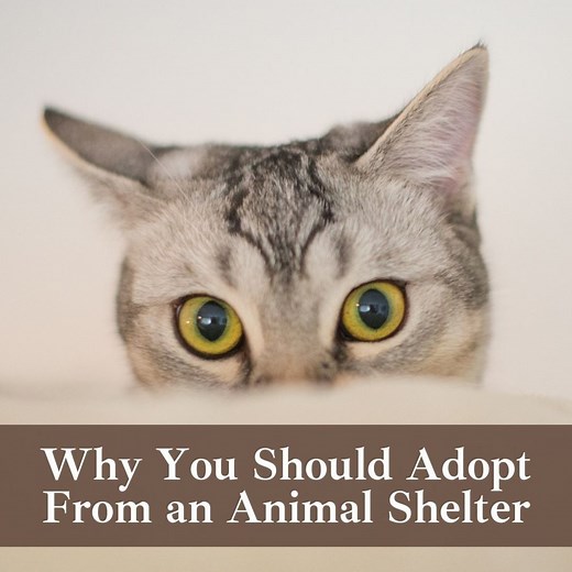 11 Great Reasons to Adopt a Pet From a Shelter