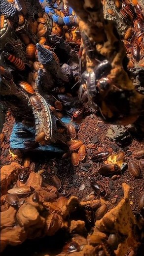 Insane Cockroach Colony #insects #bug #cockroaches #pets