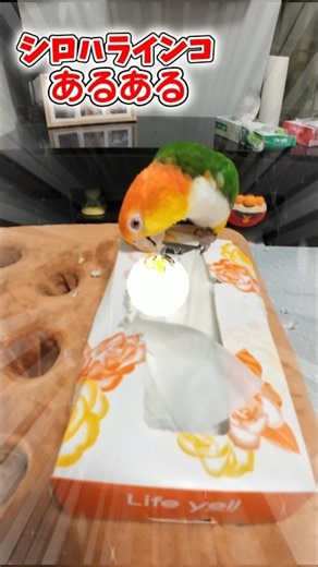 【あるある】シロハラインコのあるある #シロハラインコ #インコ #癒し #あるある