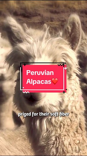 Discover the charm of Peruvian alpacas! 🦙✨ Immerse yourself in the beauty of these iconic creatures, deeply rooted in Peruvian culture since ancient times. #VisitPeru #Peru #TravelPeru #PeruvianAlpacas #Andes #Perudestinations #AlpacasOfPeru #PeruvianCharm #Alpaca #Perutravel