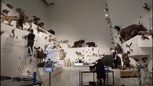 Earlier this week, our exhibitions team were busy dusting, cleaning and ensuring all the taxidermy animals in our Wild gallery continue to look sharp for you, every time you visit. 🦁 | Melbourne Museum