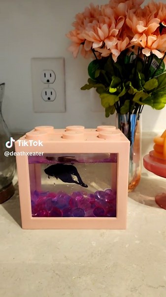 Understanding Beta Fish Care: Tips for Beginners