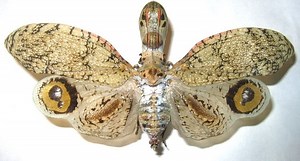 Fulgora laternaria ~ Everything You Need to Know with Photos | Videos