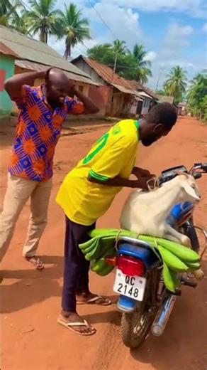 sécurisez bien chèvres hein🧏😂😂😂 #comedie #afrique #ia #humour #divertissement