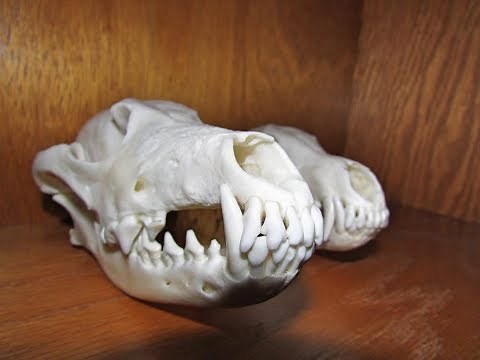 Cleaning My Coyote Skulls