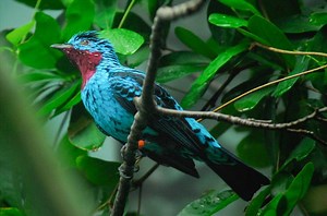 These Colorful Birds are Among the Most Vibrant!