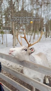 367 reactions · 17 shares | 퐅퐮퐥퐟퐢퐥퐥 퐘퐨퐮퐫 퐋퐚퐩퐥퐚퐧퐝 퐅퐚퐧퐭퐚퐬퐲! ❄️ Imagine...