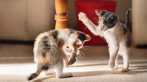 How to tell if your cats are playing or fighting—and whether it’s a problem
