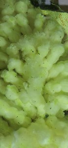 4.9K views · 53 reactions | Shubunkin Breeding update: Less than 48hrs fry have emerged @ Fishy Bizniz Farm! 762-1223 | FISHY Bizniz FARM | Facebook