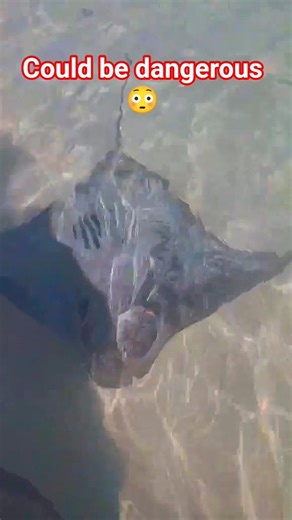 Crownose Ray #ocean #marine_creature #ray