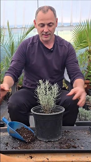 Transplanting Immortelle, Helichrysum Italicum! #gardening #plants #curryplant