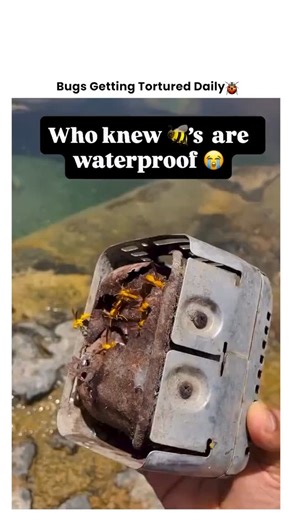 Bugs Getting Tortured 🪲 on Instagram: "When the Bee Hive Takes an Unscheduled Deep Dive 🐝📦🌊 They thought their box was a secure fortress... until it became a sinking ship in a sudden aquatic eviction. This isn't a removal—it's a hive tsunami. 💥 The Offense: Building a base in a disposable location. 💥 The Method: Full hive submersion in water. 💥 The Reaction: A buzzing, drowning panic behind wooden walls. 💥 The Result: Hive neutralized, bees waterlogged, float test failed. Sometimes you d