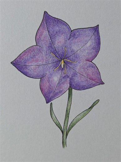 flower drawing | Flower Drawing