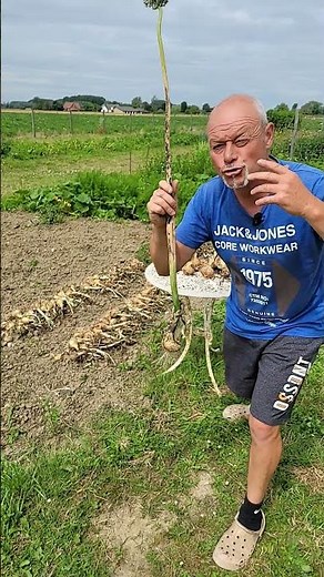 Comment faire la culture des oignons ? quand les planter ?