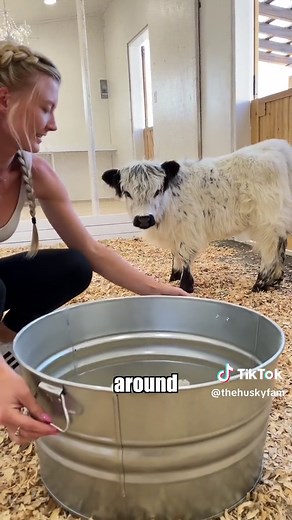 Millie has the sweetest personality 🤗 I’m excited to introduce her to Kakoa and Sky next! #baby #cow #millie