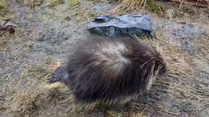 Visiting the sanctuary lately you may have noticed a few of our prickly friends have moved house; our Animal Care staff have lovingly referred to this as playing "musical porcupines"! Heath has relocated to the habitat just behind Twix and across from our foxes, and Baby Ruth (seen in this video) has settled in nicely to the habitat behind the playground. We are monitoring their behavior closely to ensure the smoothest possible transition, and appreciate our guests remaining quiet and calm aroun