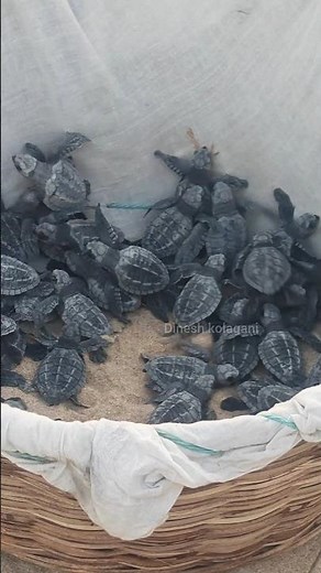 From land to sea – a beautiful journey of life begins! 🐢✨