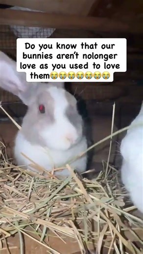 watch this videos and get to know that bunny also have table manners#lifeisbutadream