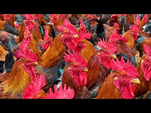 Raising Broiler Chickens on a Dime : Budget-Friendly Tips & Tricks - Poultry farming