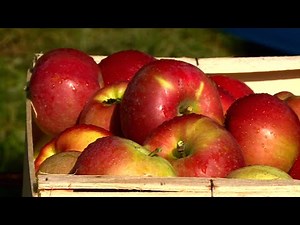 Everything you need to know about apples