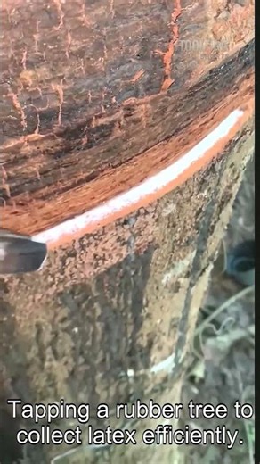 Rubber Tapping Process #Farming #Labor #Latex