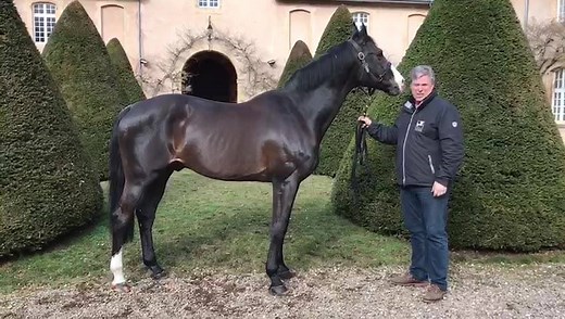 13K views · 134 reactions | Up close with world top 100 Stallion...