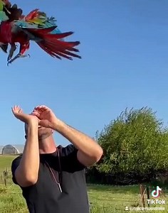 756K views · 10K reactions | I am such a lucky breeder to have so many of my macaws in homes that free fly. I am especially privileged to have a Master free flight trainer that actually has one of my macaws ...it's the " Real Deal" here ♥️♥️ Dino at Dynamic Flyers recommends parent started macaws for free flight  MacawsAustralia.com | Macaws Australia | Facebook