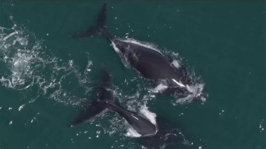 Boaters warned to steer clear of endangered whales off Merritt Island