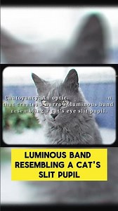 Discover the enchanting Cat's Eye Chrysoberyl! 🌟