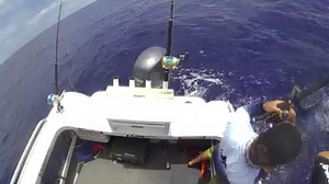 Our camera man, aka Dangerous Dave cops a slap to the head from a dolphinfish off the Gold Coast. What lengths does your camera man go to to get the shot? | Modern Fishing Magazine