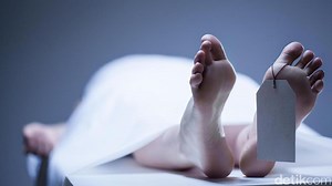 Kronologi Tewasnya Insinyur Boeing usai Berhubungan Intim dengan Kuda