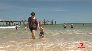 On South Australia's warmest day since mid-April, crowds wasted no time hitting the beach. Despite ongoing concerns over the algal bloom, swimmers appeared unphased, enjoying the spring heat. Download the 7NEWS app: https://7news.link/7NEWSapp #7NEWS | 7NEWS Adelaide