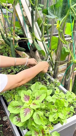 Harvesting Long Japanese Cucumbers Fresh Backyard Garden Yields