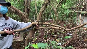 Watch Kukri Machete with Sheath Survial Knives Cool Steel on Amazon Live