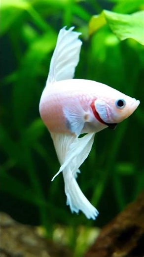White Betta Fish Habitat #white #betta #fish