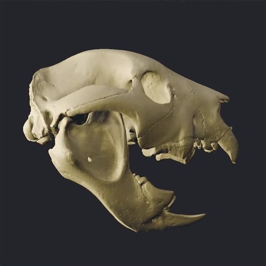 Thylacoleo Carnifex Skull 3D Model - Museum Quality High-resolution STL for 3D Printing - Etsy