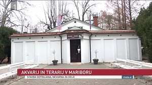 Mariborski Akvarij-terarij lahko čaka na prostorsko rešitev le še dve leti, potem mu grozi zaprtje. Dotrajani prostori ne ustrezajo več predpisom, nujna sanacija kleti oz. hidroizolacija stavbe, ki jo bodo izvedli predvidoma spomladi, pa tega ne bo spremenila, je jasen vodja akvarija-terarija Branko Kolar. Več: https://www.rtvslo.si/radio-maribor/novice/akvarij-terarij-lahko-na-prostorsko-resitev-caka-le-se-dve-leti-potem-mu-grozi-zaprtje/694883 | RTVSLO.si