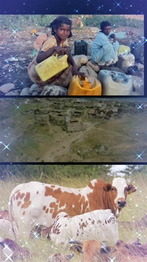 Eritrean Culture in Focus: Celebrating Heritage