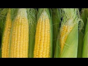 Salty corn 🌽/Easiest corn recipe/Tea time snack