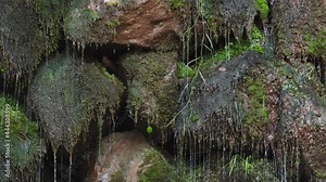 Close-up frontal view of water dripping on mossy stones