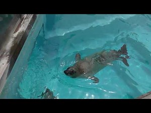 Spotted Seal (MARINE WORLD umino-nakamichi, Fukuoka, Japan) April 24, 2019