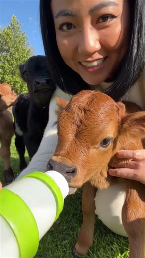 Tiny baby calves playing on mini farm 🐄 #animals