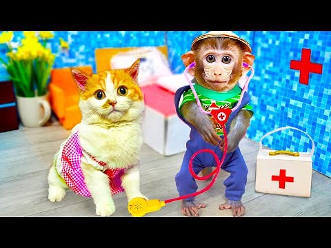 Smart Monkey Bi Bon take care of Cheese cat and puppy with duckling | Animals Home Monkey Videos