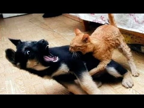 Perros 🐶 vs Gatos 😻 2022 🤣 Videos Divertidos De Animales 😁