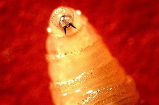 Flesh-eating worm cases surge in Mexico after parasite detected in US