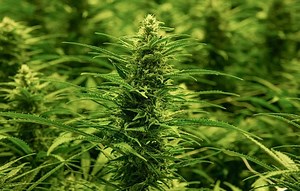 Lawsuit filed over license and sale of Newport medical marijuana cultivation facility