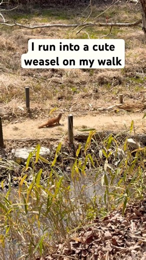 Unexpected Weasel Encounter on a Forest Trail 🐾