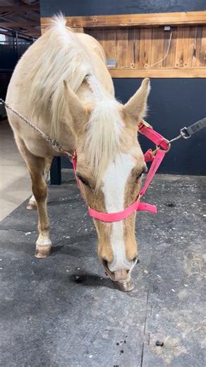 Angel had her pastern injections today to treat her arthritis. Wish her luck on her recovery! Aren’t sedated horses funny? #reels #horses #high | Megan on the Radio
