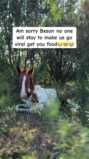 Heart horse rescue sanctuary (@heart_horse_rescue_sanct)’s videos with original sound - Heart horse rescue sanctuary