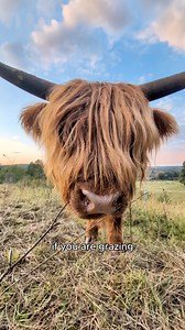 The song is “Beefness” by Jimmy Eat Cow 🐮🎶 Highland cow footage generously provided by Monday the Highland (IG) #emo #highlandcow #musiclovers #jimmyeatworld #2000smusic Jimmy Eat World | Jon the Dad